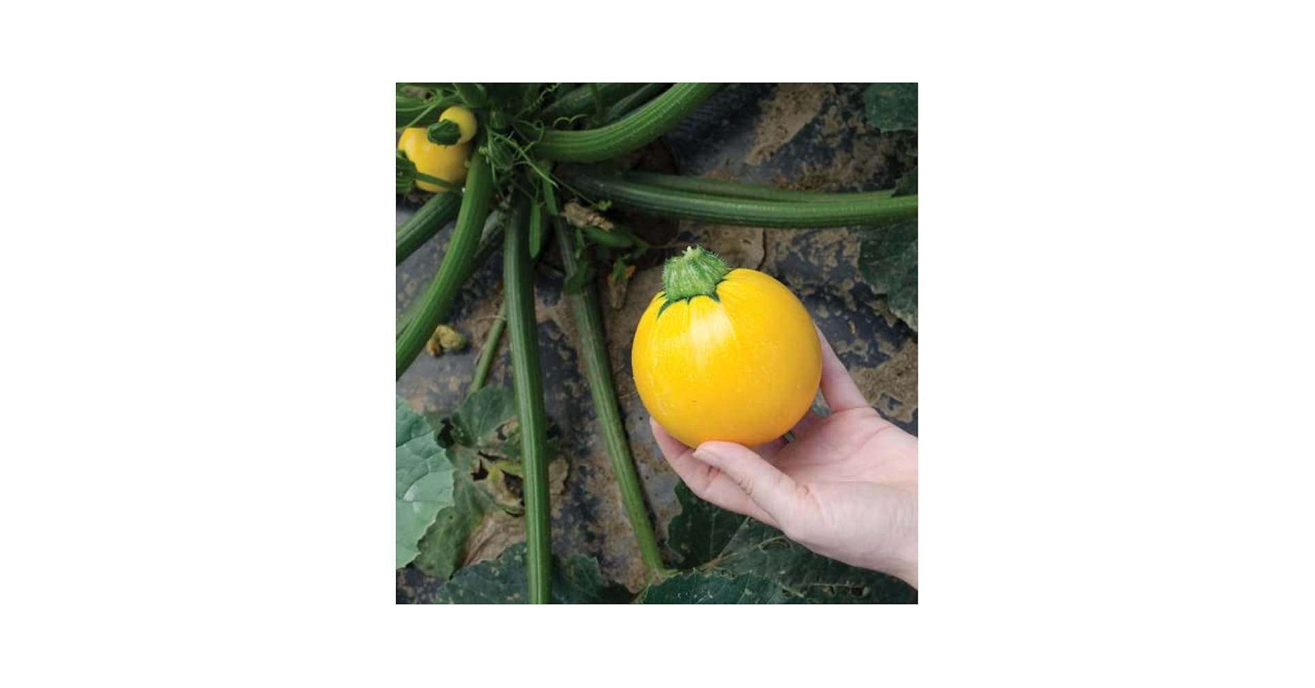 チグサ　ウラシク　238 Amazon.com : CHUXAY GARDEN Yellow Eight Ball Squash Seed